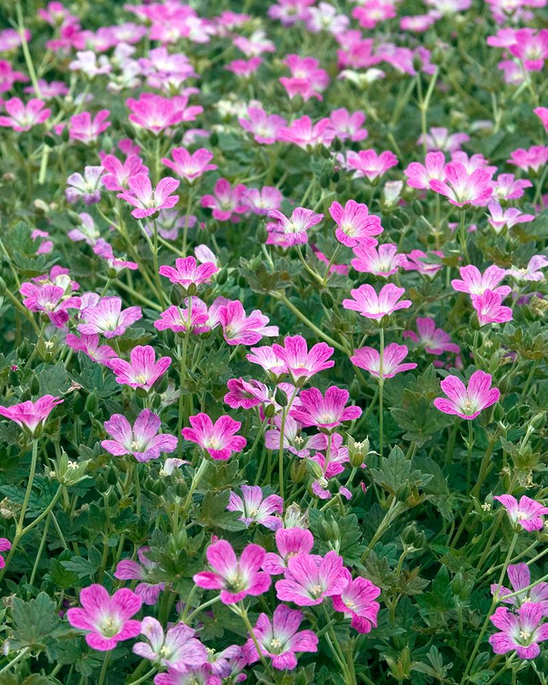 Kurjenpolvi Orkney Cherry 3 kpl