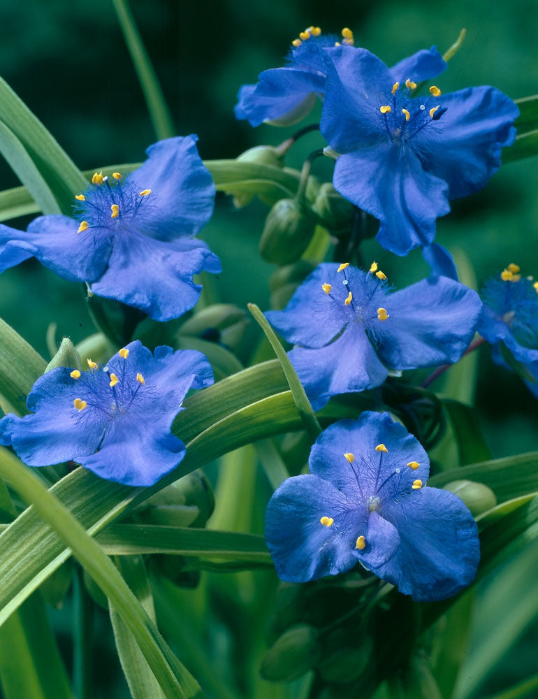Tarhajuoru Zwanenburg Blue 6 kpl