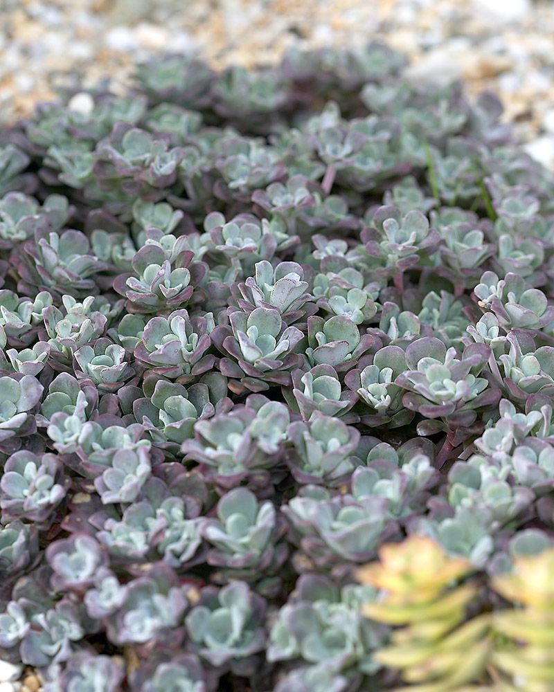 Lusikkamaksaruoho Purpureum 3 kpl