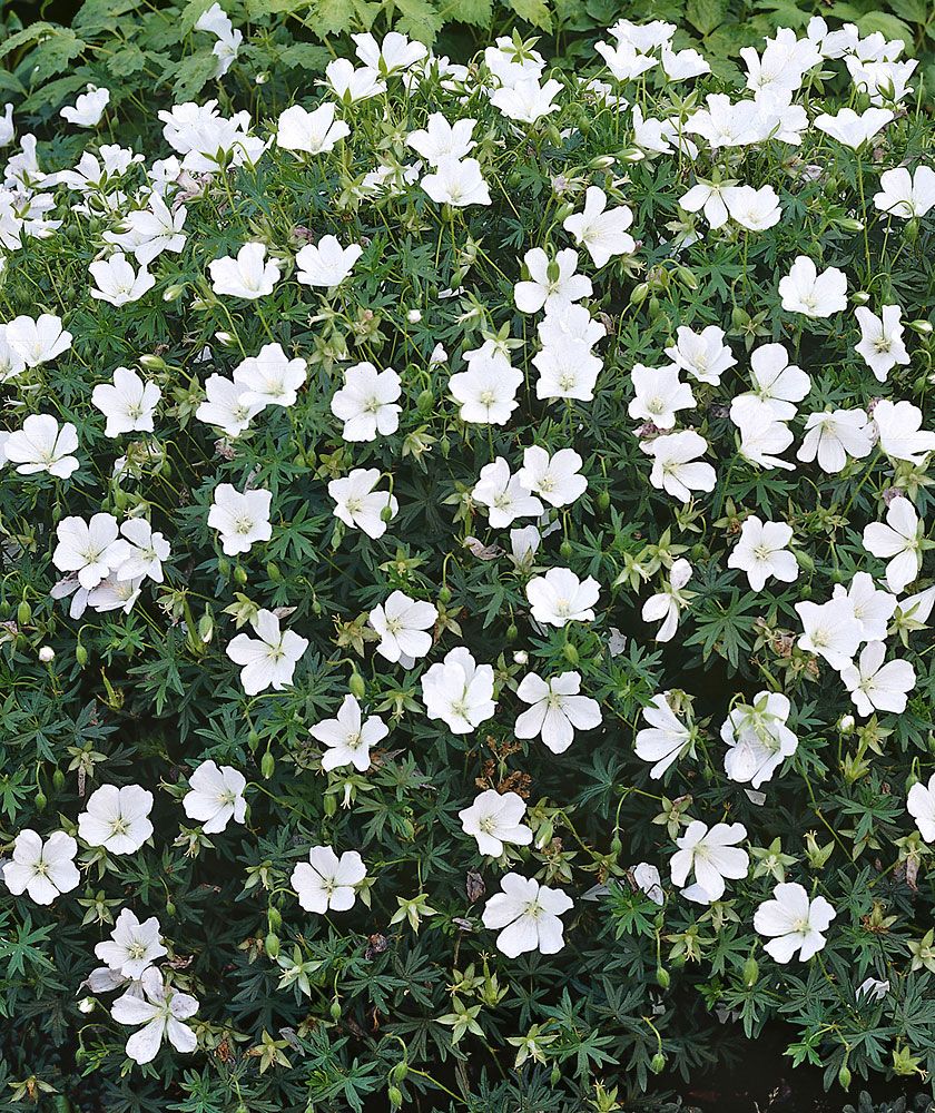 Purppurainen-perennapenkki syyssipuleilla 118 kpl