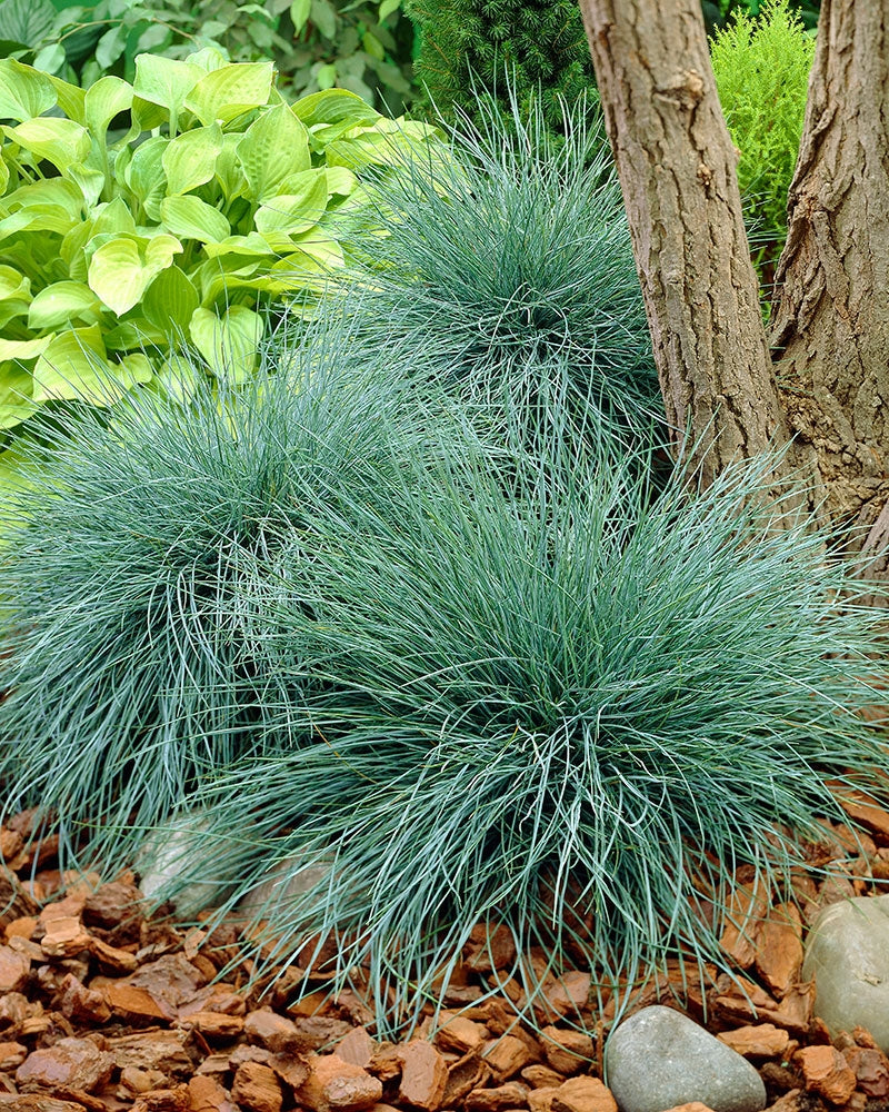 Sininata 3 kpl