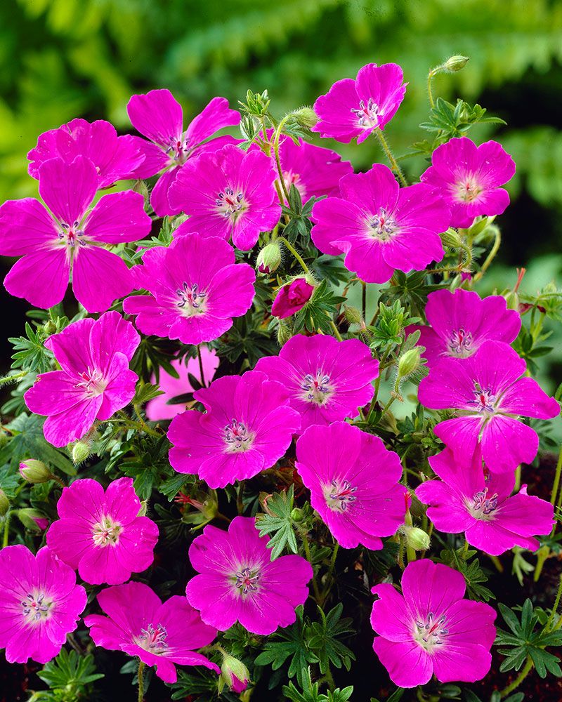 Purppurataivas 2 -perennapenkki 42 kpl