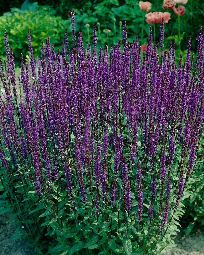 Lehtosalvia Caradonna 3 kpl