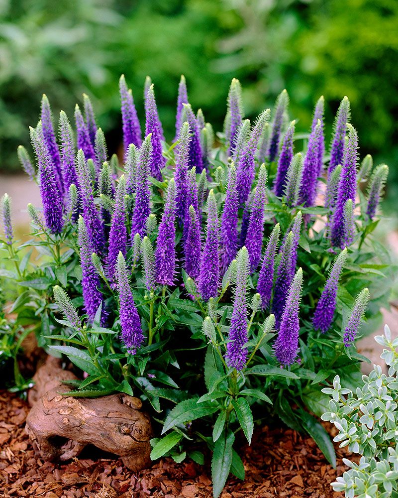Tähkätädyke Ulster Dwarf Blue 3 kpl