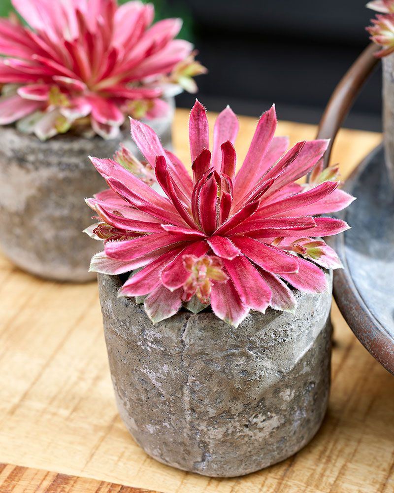 Mehitähti Lotus Blossom