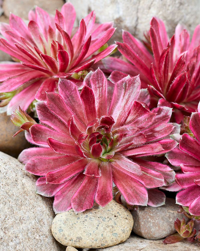 Mehitähti Lotus Blossom