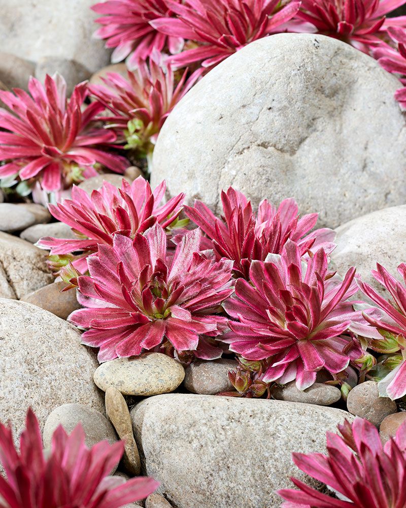 Mehitähti Lotus Blossom