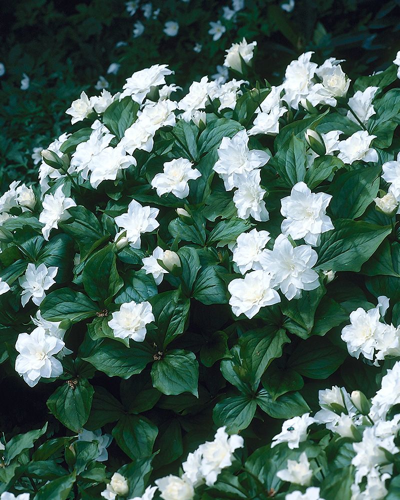 Isokolmilehti Flore Pleno