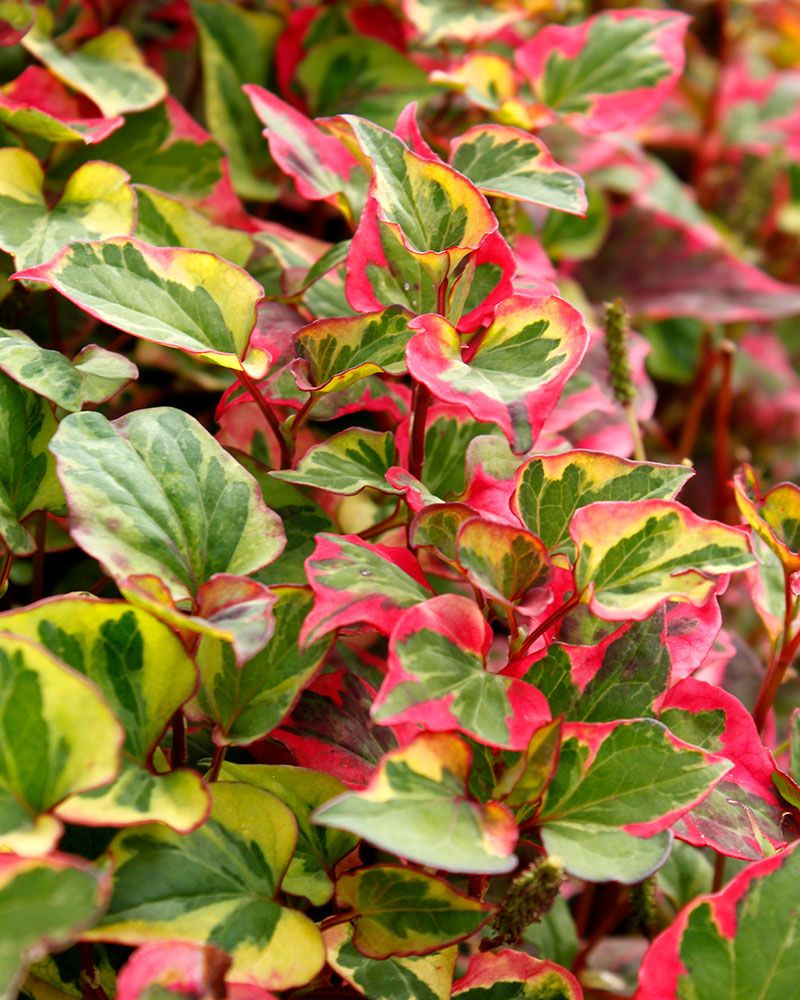 Kameleonttilehti Chameleon 3 kpl