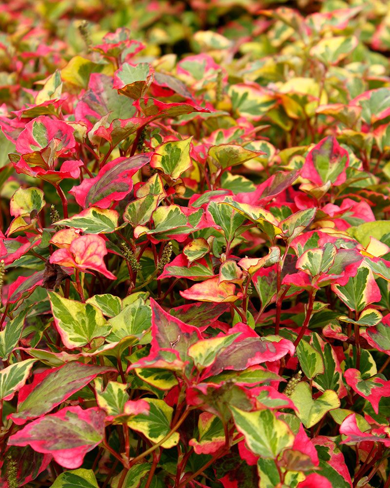 Kameleonttilehti Chameleon 3 kpl