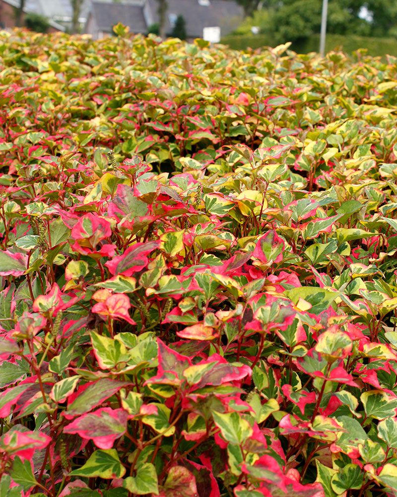 Kameleonttilehti Chameleon 3 kpl