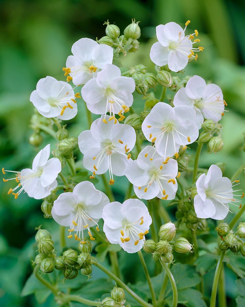 Tuoksukurjenpolvi White Ness 3 kpl