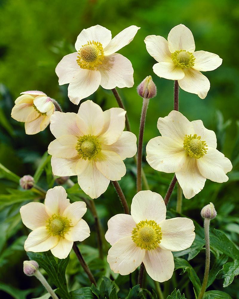 Amerikanvuokko Annabella White 3 kpl