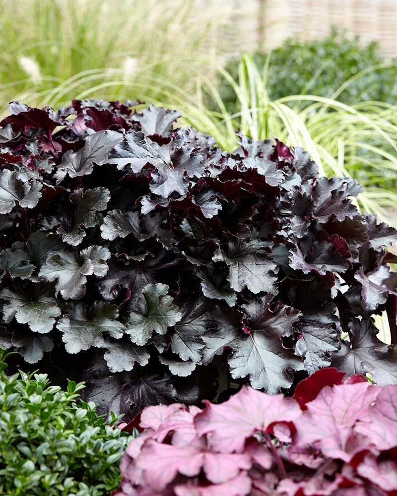 Keijunkukka Black Pearl 3 kpl