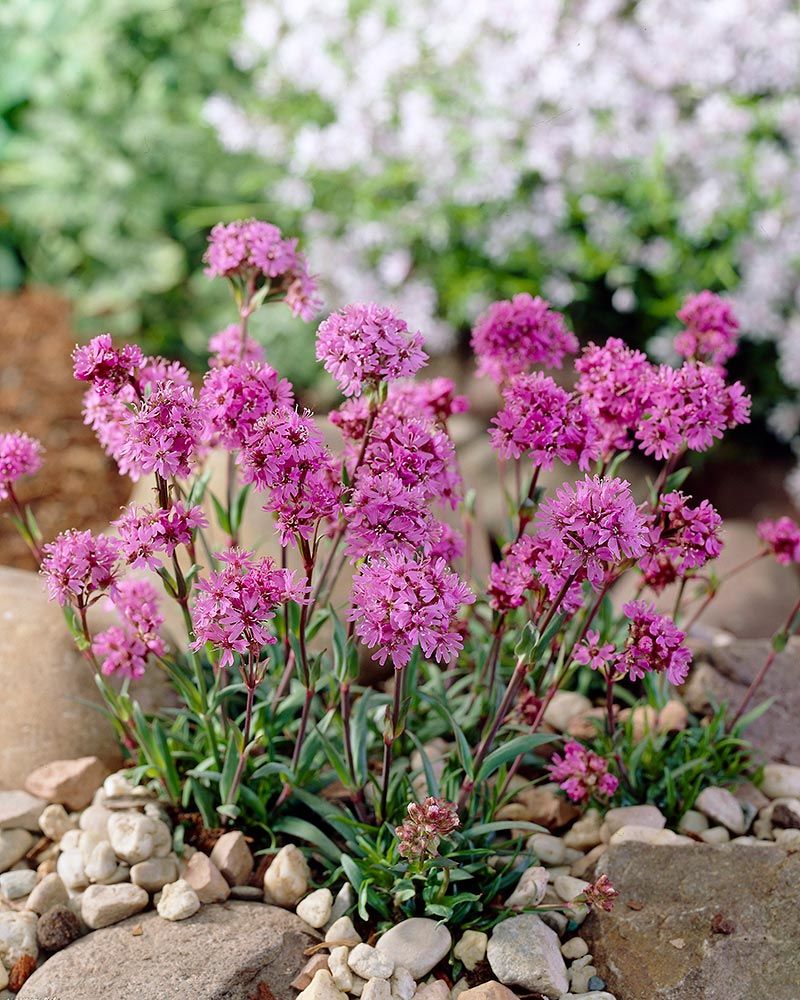 Pikkutervakko Magenta 6 kpl