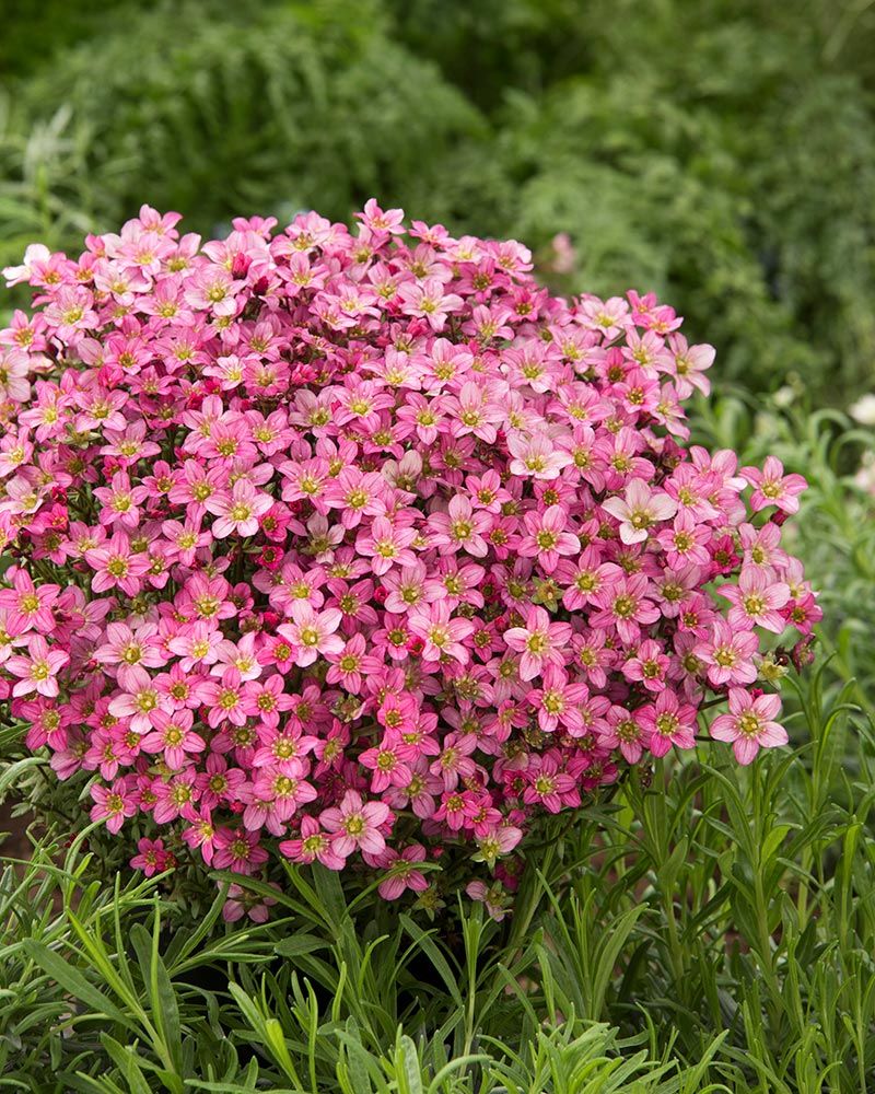 Hunajainen-perennapenkki 18 kpl