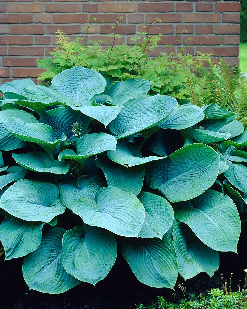 Kuunlilja Elegans 3 kpl
