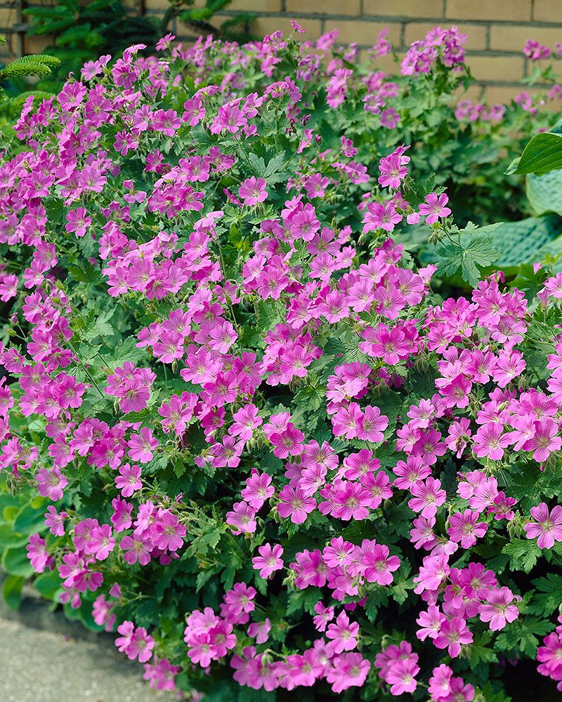 Pinkkiparatiisi 2 -perennapenkki 27 kpl