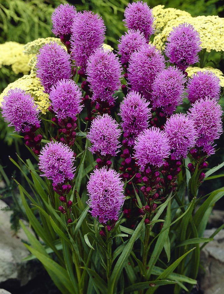 Purppurataivas 2 -perennapenkki 42 kpl