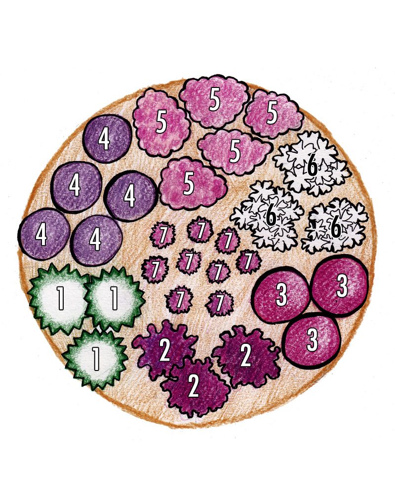 Purppurailta 2 -perennapenkki 23 kpl