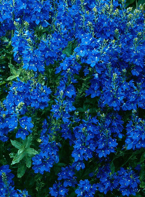 Suomi100 -perennapenkki syyssipuleilla 98 kpl
