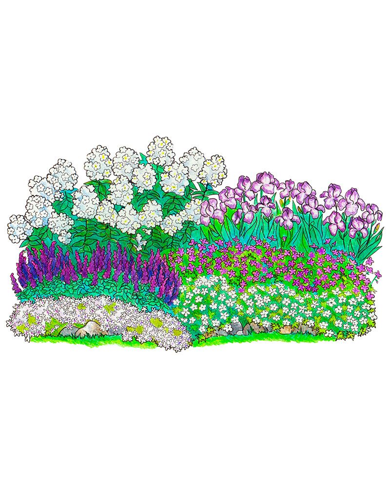 Purppurainen perennapenkki 18 kpl