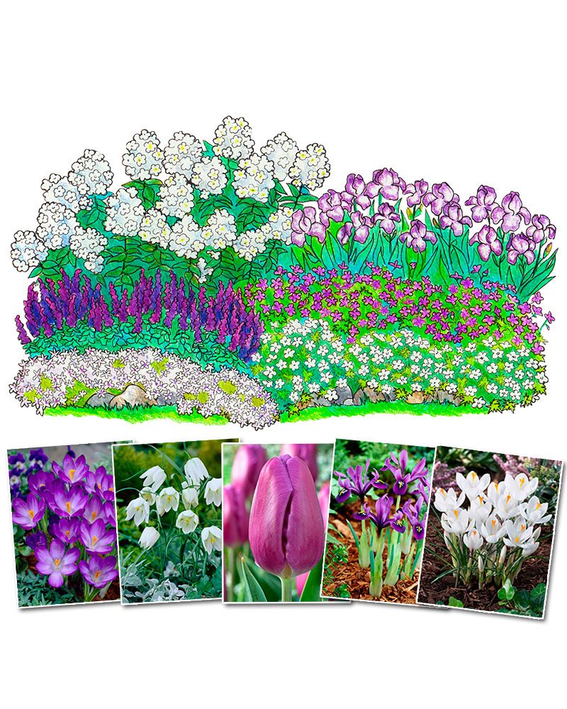 Purppurainen-perennapenkki syyssipuleilla 118 kpl