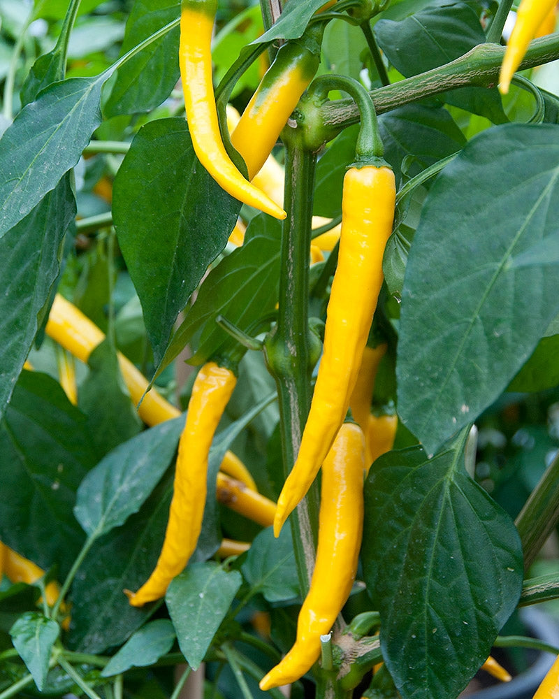 Chilipaprika Starflame
