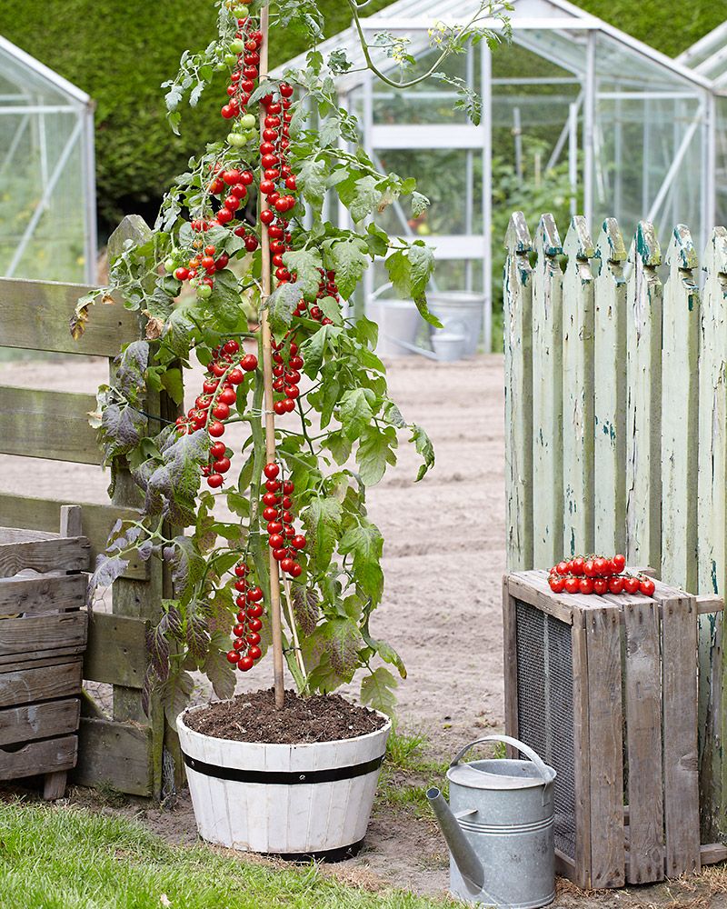 Tomaattiperuna Tomtato