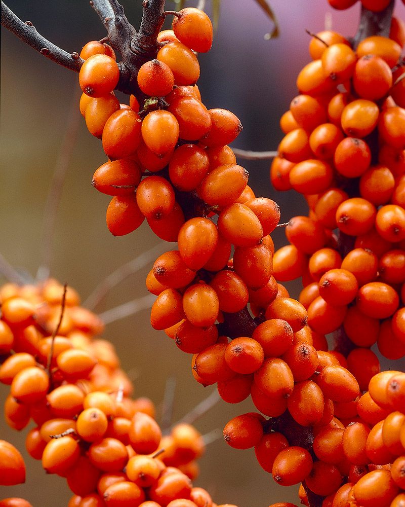 Tyrni Friesdorfer Orange