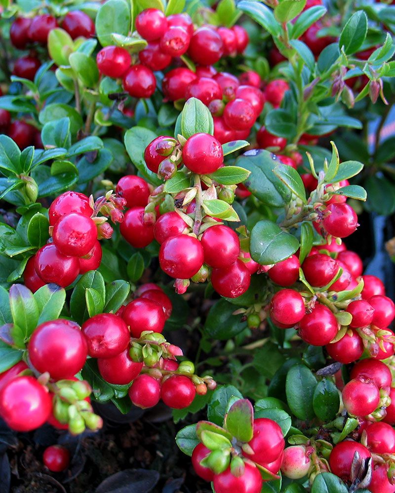 Pensaspuolukka Red Pearl 3 kpl