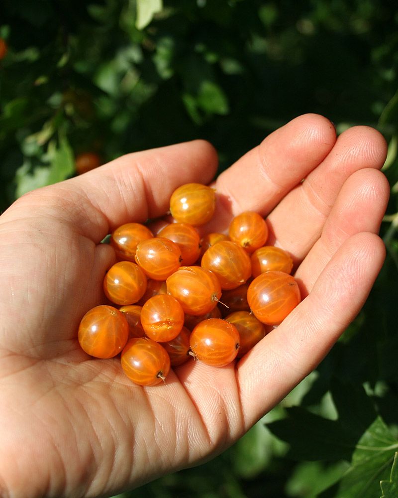 Kultaherukka Orangesse