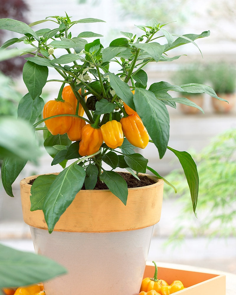 Chilipaprika Cheyenne