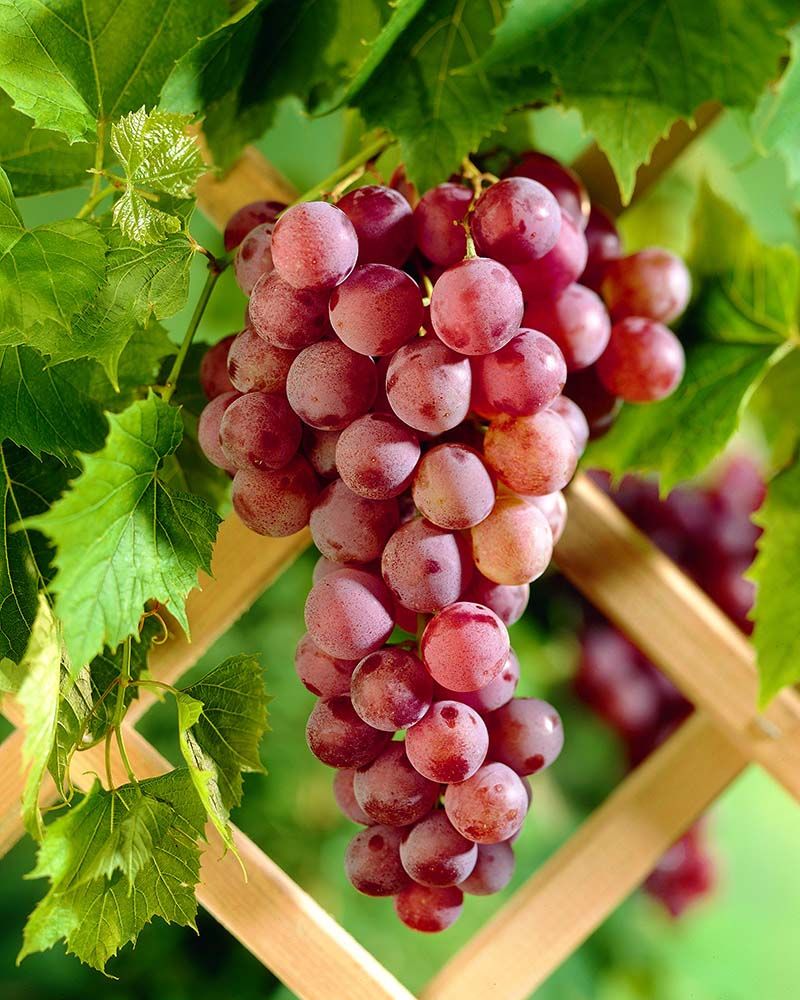 Viiniköynnös Somerset Seedless