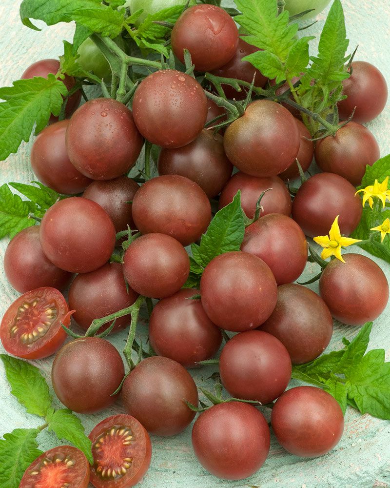 Kirsikkatomaatti Chocolate Cherry 3 kpl