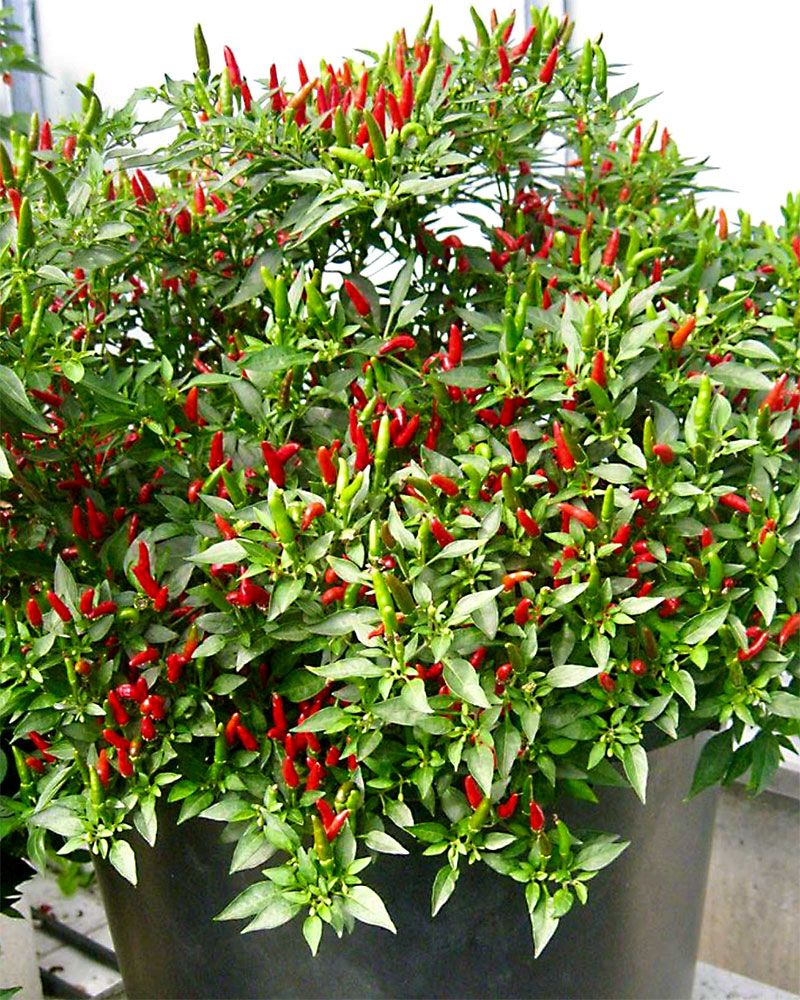 Chilipaprika Demon Red