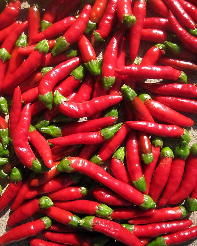 Chilipaprika Demon Red