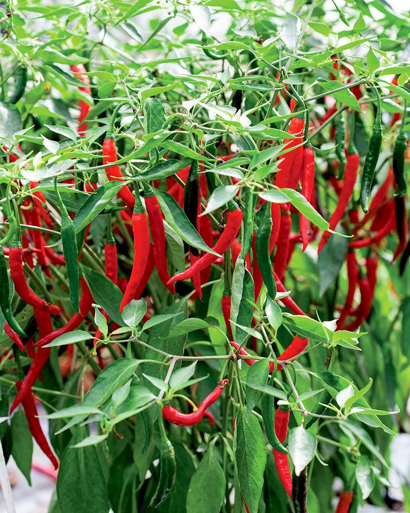 Chilipaprika Longhorn