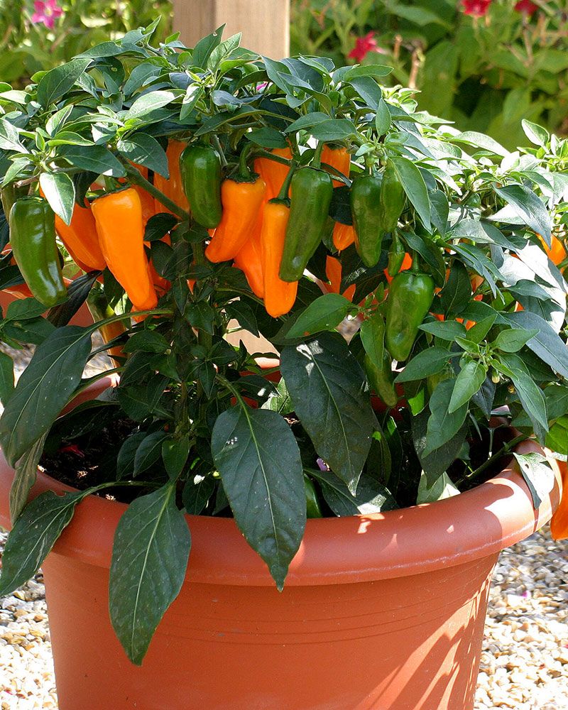 Chilipaprika Zest