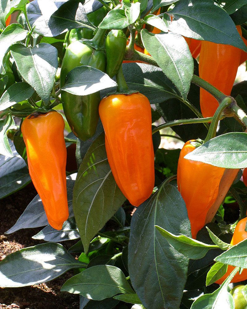 Chilipaprika Zest