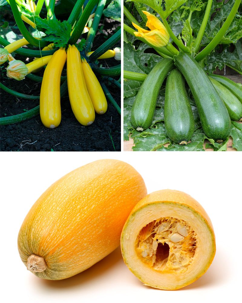 Kurpitsa mix 3 kpl