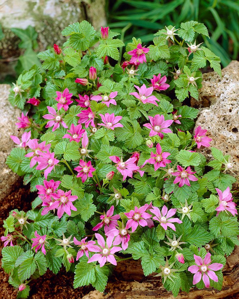 Mesimarja Pima 3 kpl