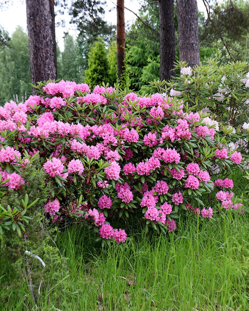 Marjatanalppiruusu Haaga
