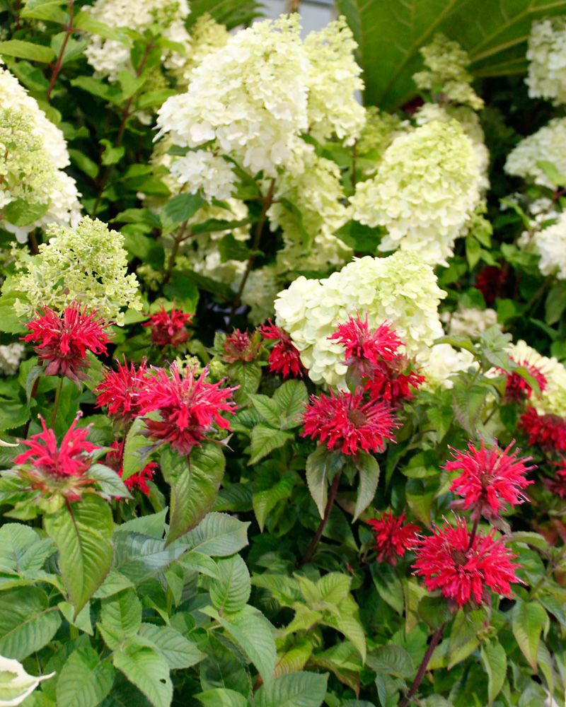 Syreenihortensia Limelight