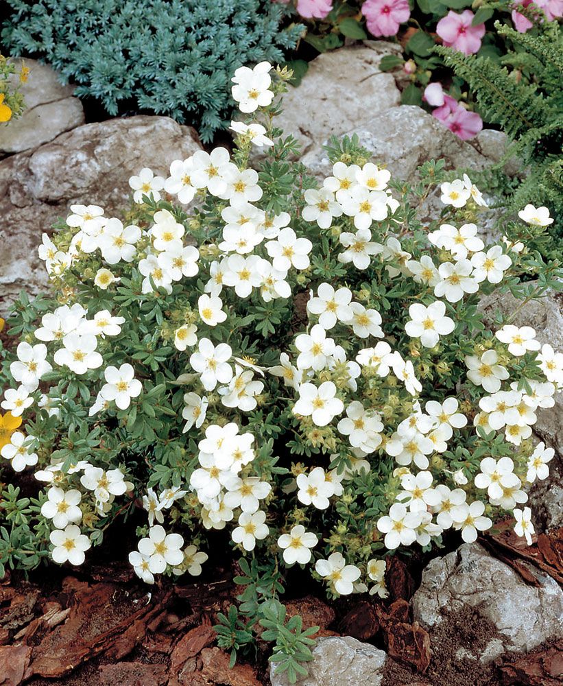 Pensashanhikki Abbotswood