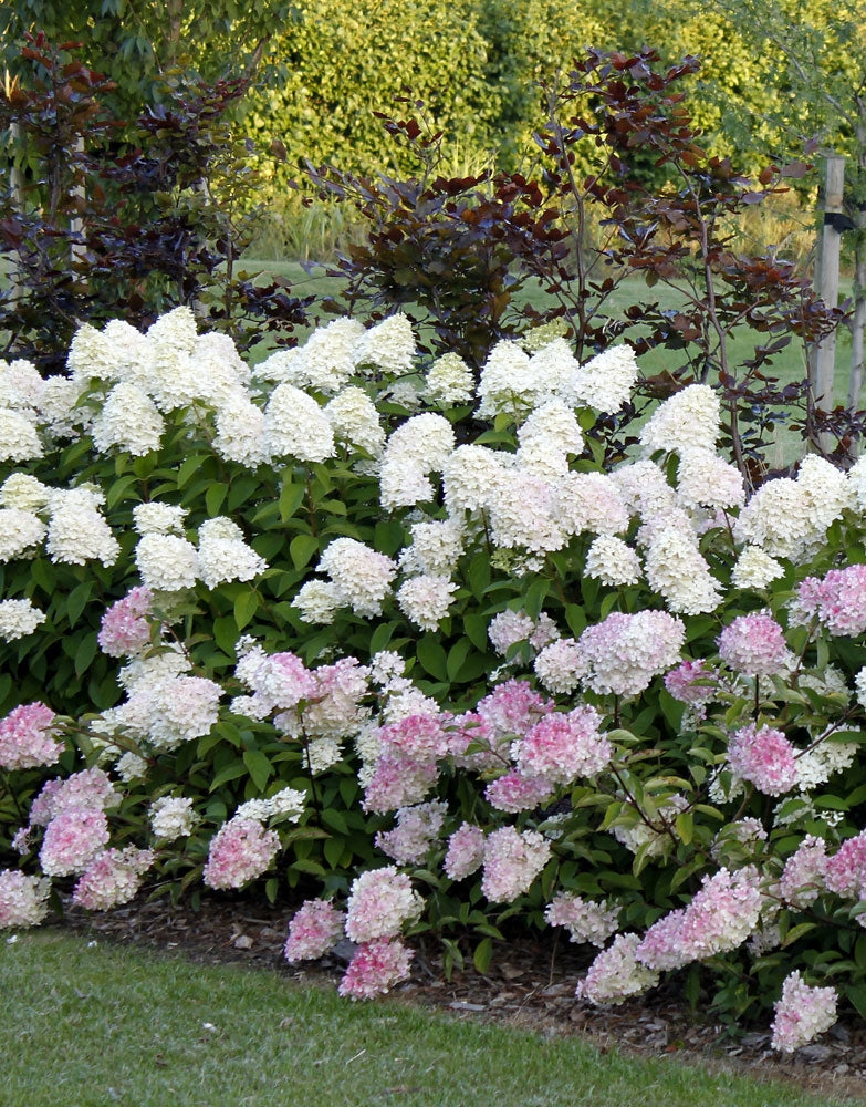 Japaninhortensia Vanille Fraise