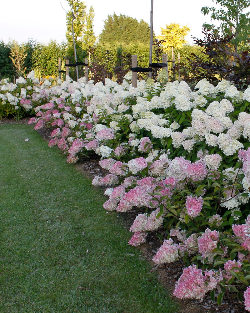 Japaninhortensia Vanille Fraise