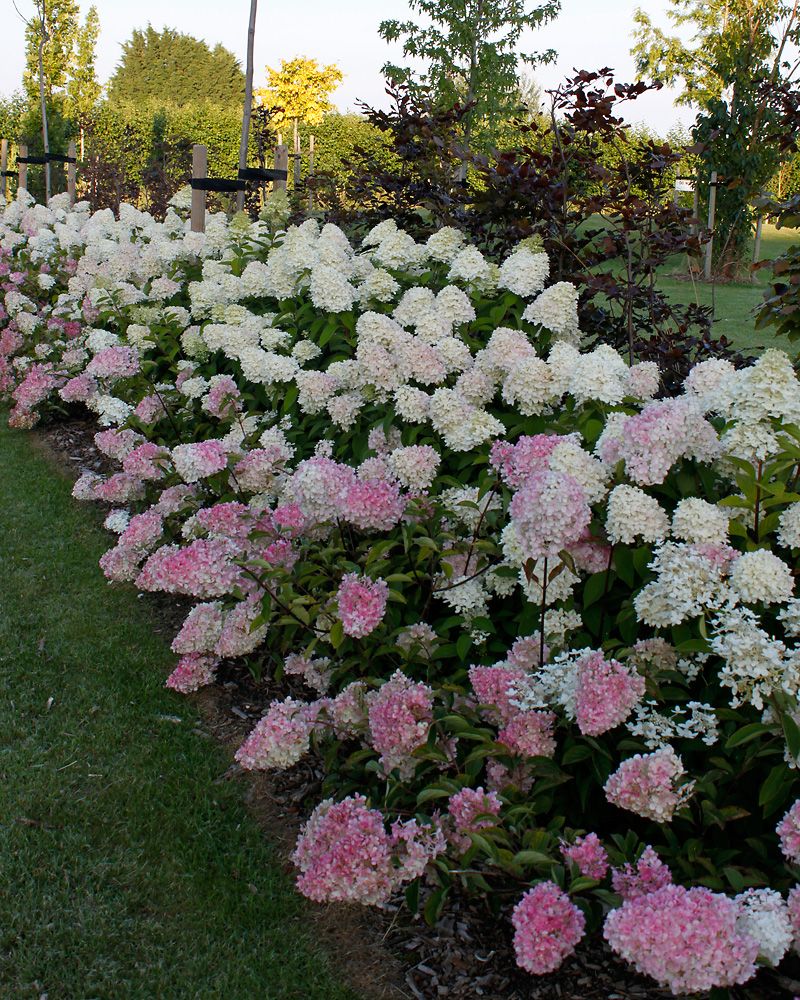 Japaninhortensia Vanille Fraise 3 litran taimi