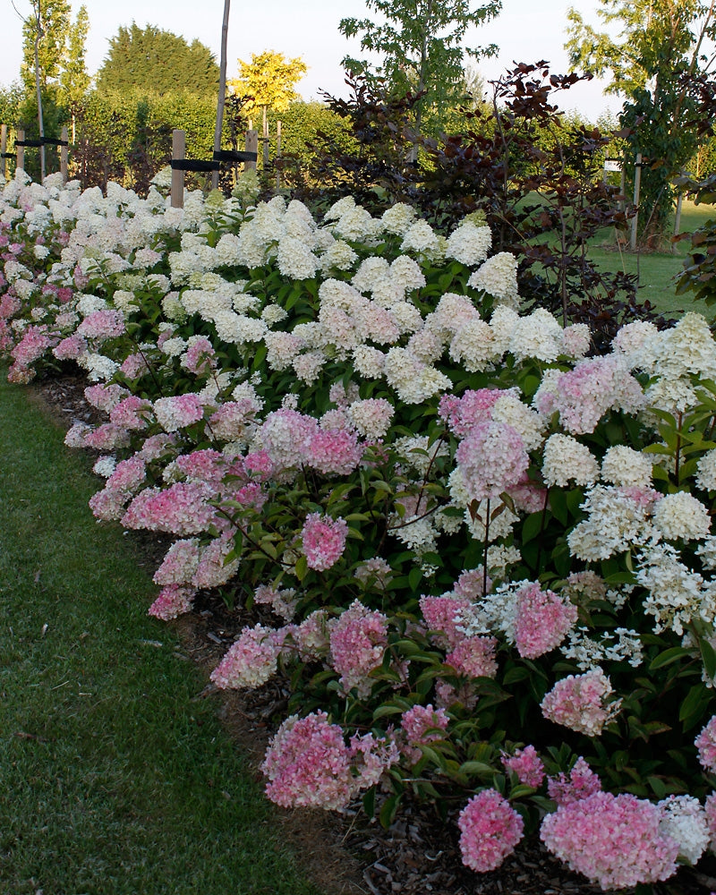 Japaninhortensia Vanille Fraise