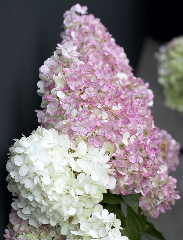 Japaninhortensia Vanille Fraise 3 litran taimi